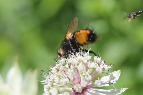 Nowickia ferox